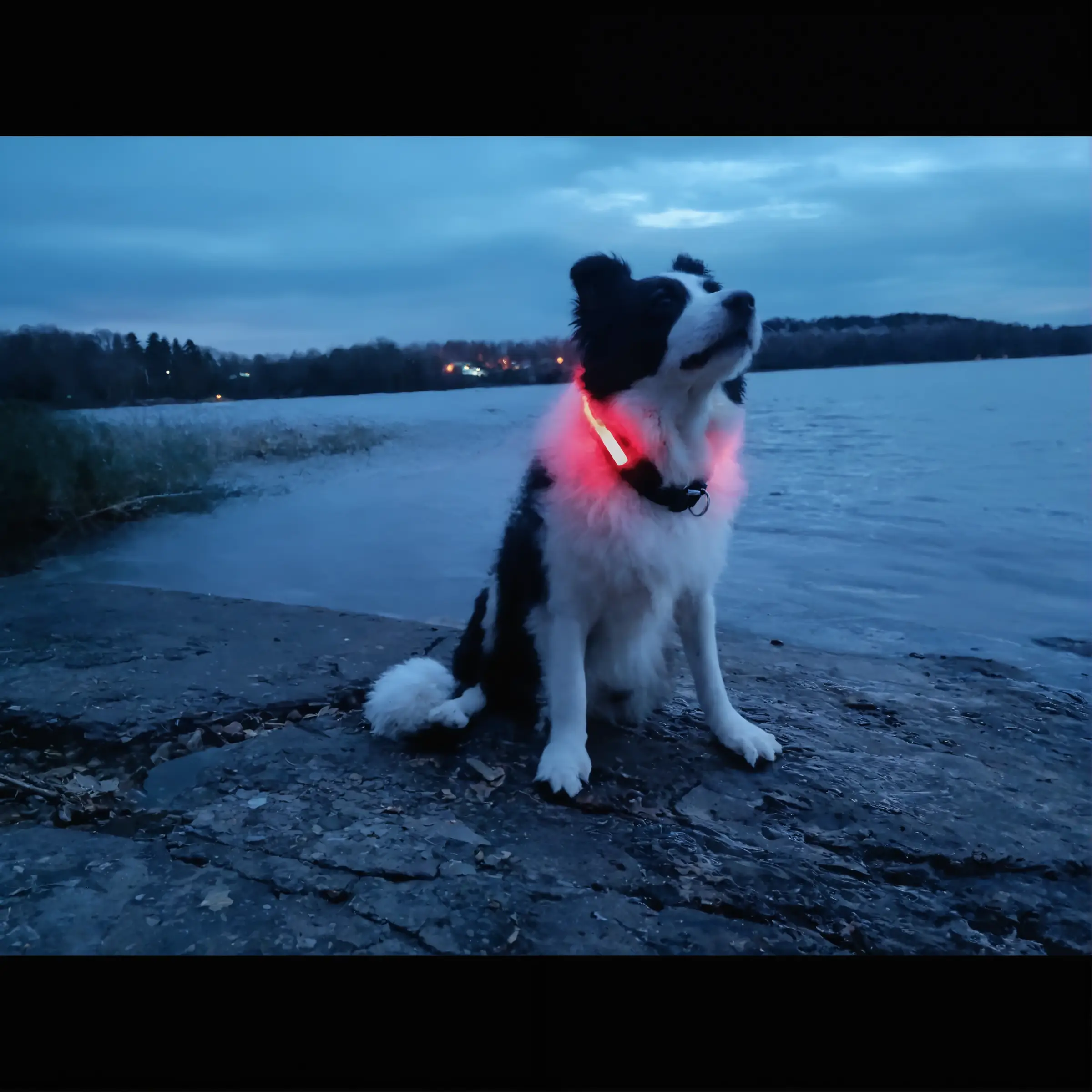 AI-kuvan suurentamisen lopputulos RogerApp.ai:ssa: koiran kuva parannettuna korkeaan resoluutioon supertarkkuudella