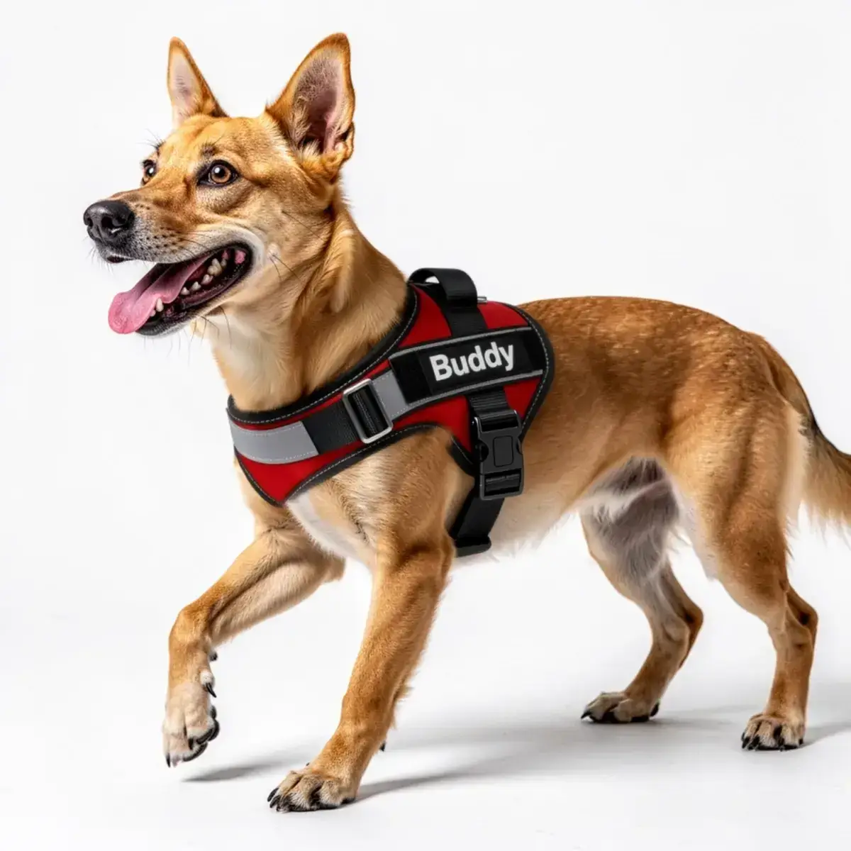 Manuaalisen maskauksen tulos RogerApp.ai:ssa: koira valjaiden kanssa yhdistettynä sivellinmaskaustyökalulla